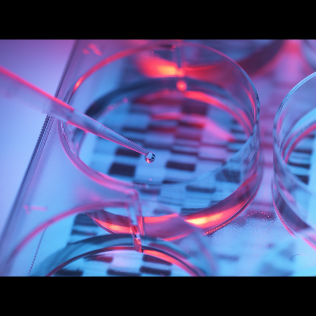 Amplirun® Brucella Abortus DNA Control size: 10,000size:20,000 c/µL