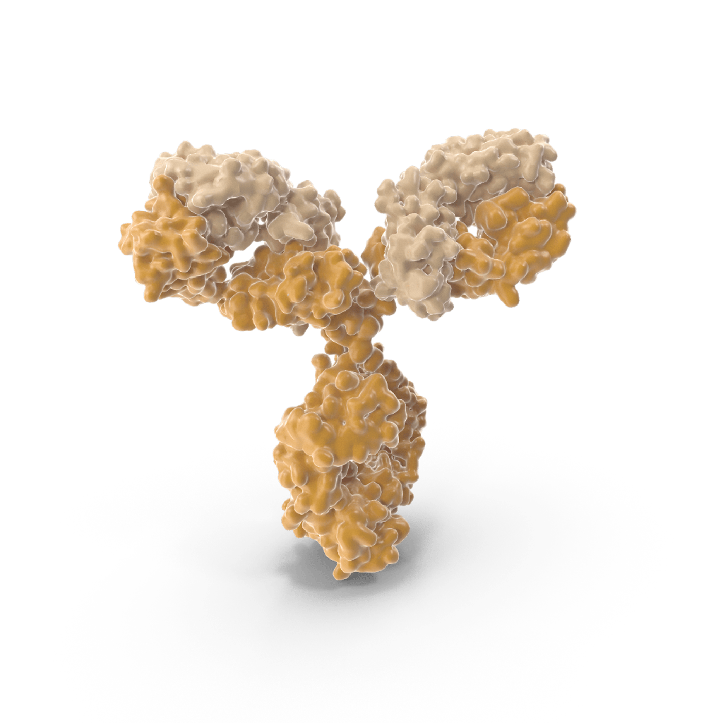 Mouse monoclonal Anti-Rabies Virus IgG-FITC conjugate (DFA II mix of 2 clones)