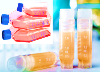 [SK-25CELL-126] Mouse Intestinal Macrophages